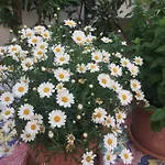 La Casetta Di Erika Casa vacanze *